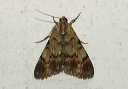 macalla_img_2512