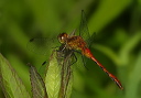 meadowhawksp571