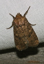 noctuid_2729