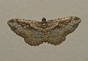 orthonama_img_2736