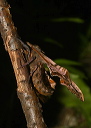 paonias_excaecatus688