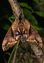 paonias_img_2695
