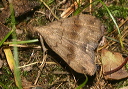 phalaenostola_img_2732