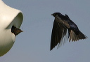 purplemartin189