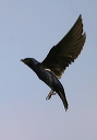 purplemartin194