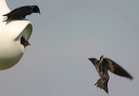 purplemartin203