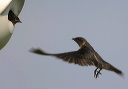 purplemartin204