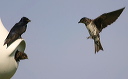 purplemartin213