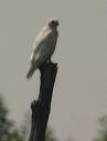 red-tailed_hawk_albino122