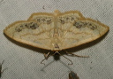 scopula_limboundata721