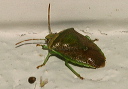 stink_bug_2660