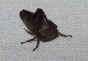 treehopper_2638