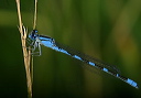 tule_bluet484