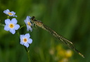 tule_bluet488