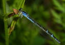 tule_bluet_575