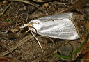 urola_nivalis_2541