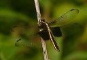 widowskimmer567