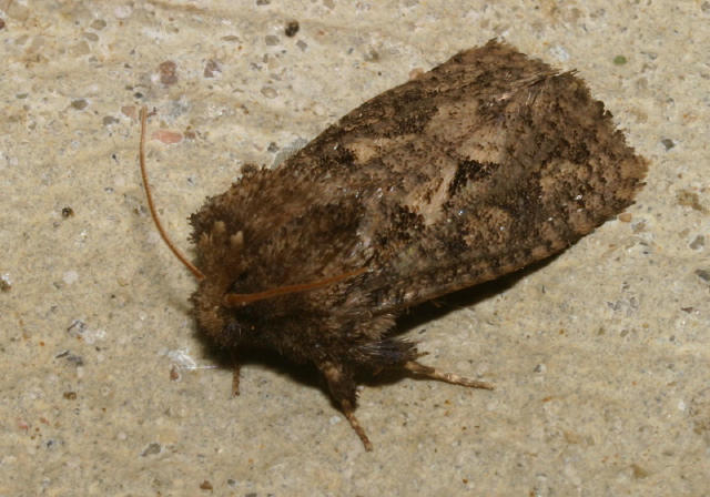Acrolophus popeanella Acrolophidae