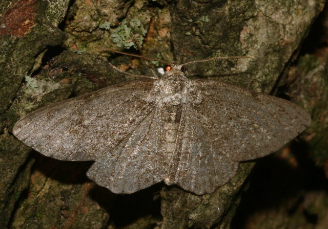   Geometridae