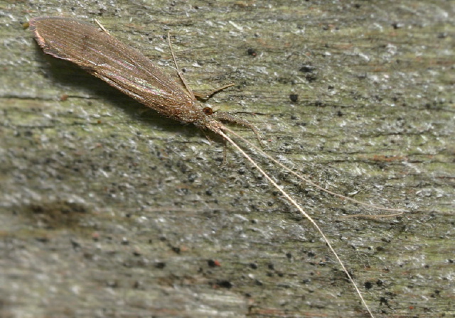   Leptoceridae