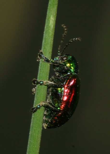 Chrysochus auratus Chrysomelidae