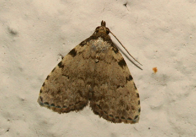 Dyspyralis puncticosta Erebidae
