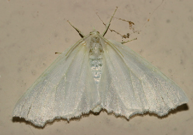 Ennomos subsignaria Geometridae