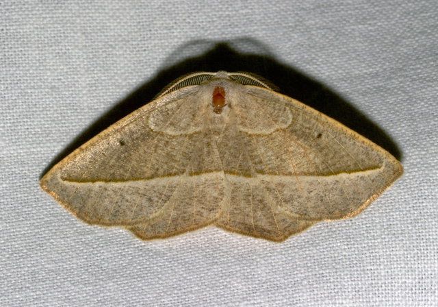 Eusarca confusaria Geometridae