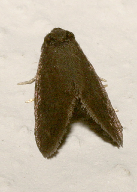 Psyche casta? Psychidae
