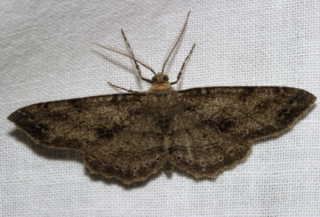 Melanolophia canadaria Geometridae