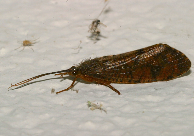 Ptilostomis ocellifera? Phryganeidae