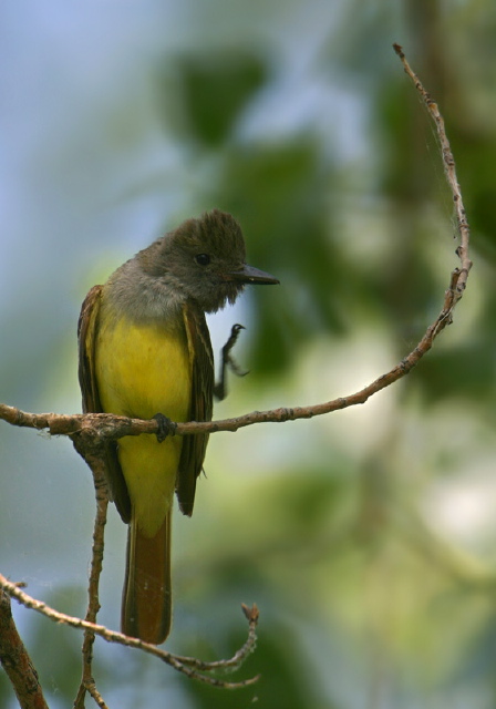 Myiarchus crinitus Tyrannidae