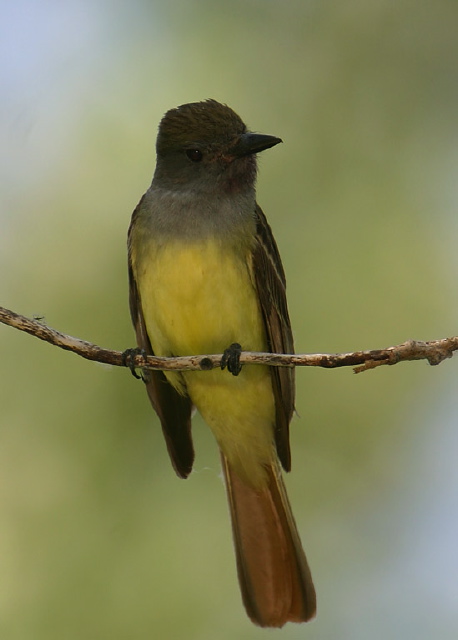Myiarchus crinitus Tyrannidae