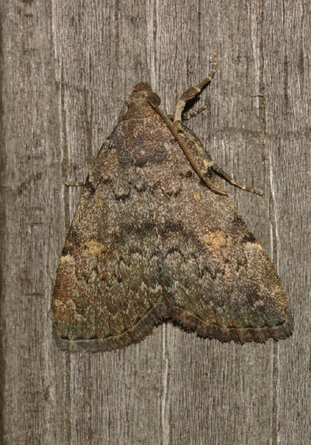 Idia aemula Erebidae