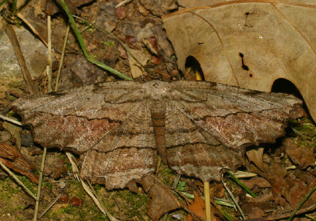 Lytrosis unitaria Geometridae