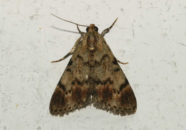 Epipaschia superatalis Pyralidae