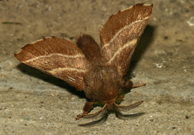 Malacosoma americana Lasiocampidae