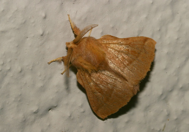 Malacosoma disstria Lasiocampidae
