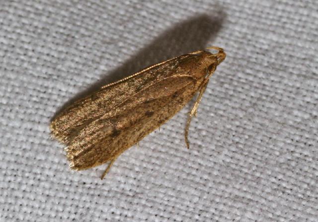 Glyphidocera septentrionella? Gelechiidae