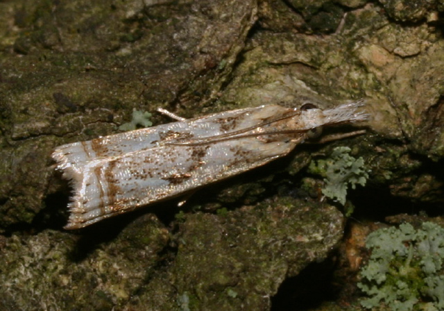 Microcrambus elegans Crambidae
