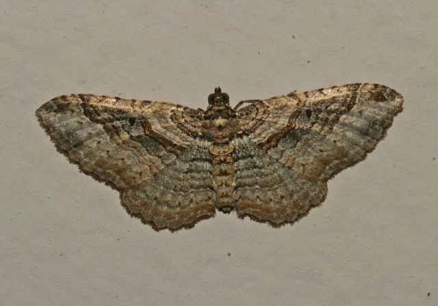 Costaconvexa centrostrigaria Geometridae