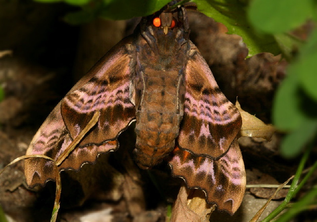 Paonias excaecata Sphingidae
