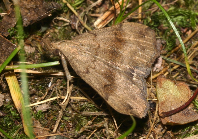 Phalaenostola eumelusalis Erebidae
