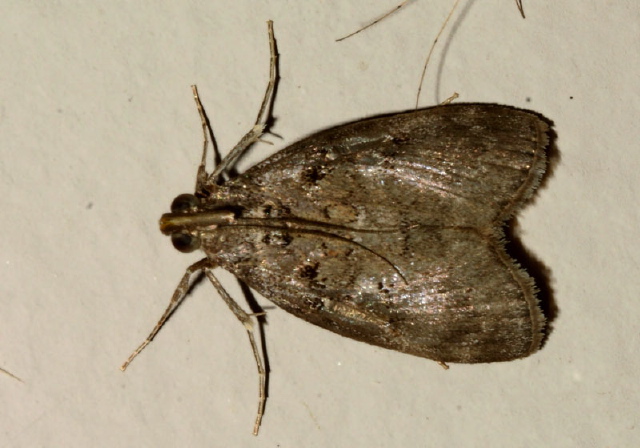 Pococera asperatella? Pyralidae