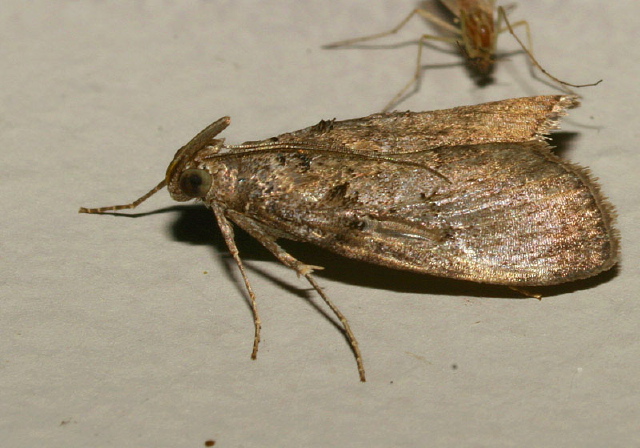 Pococera asperatella? Pyralidae
