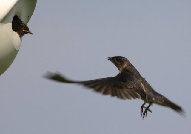 Progne subis Hirundinidae