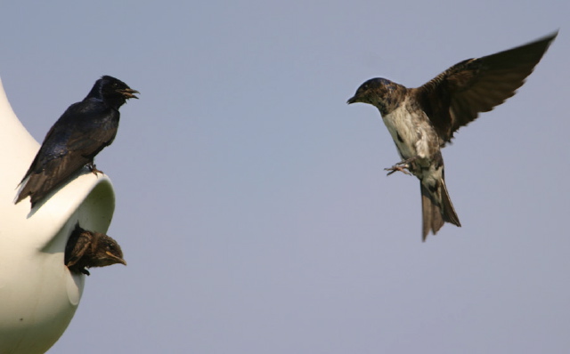 Progne subis Hirundinidae
