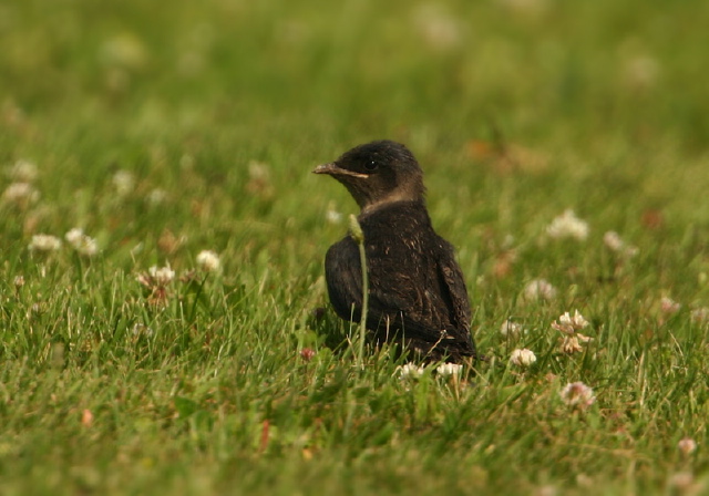 Progne subis Hirundinidae