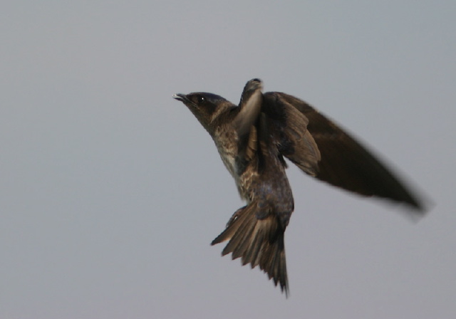 Progne subis Hirundinidae