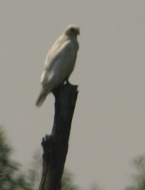 Buteo jamaicensis Accipitridae
